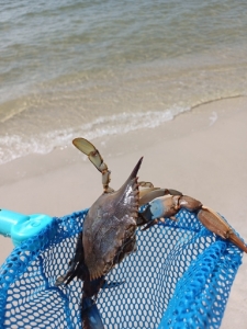 crabbing 3.jpg